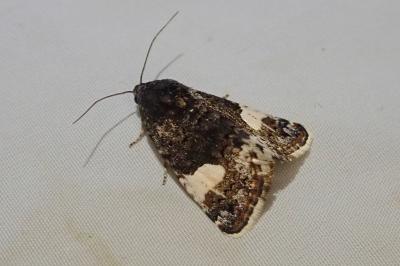 <i>Tyta luctuosa</i>