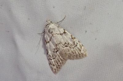 <i>Nola confusalis</i>