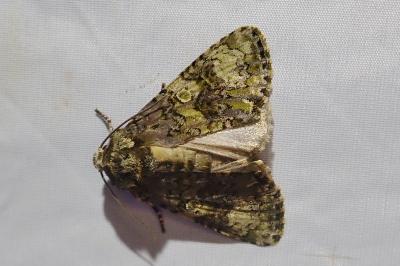 <i>Craniophora ligustri</i>