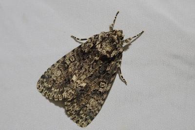 <i>Acronicta rumicis</i>