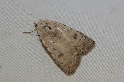 <i>Caradrina clavipalpis</i>