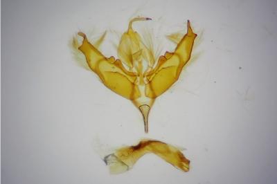 <i>Caradrina clavipalpis</i>