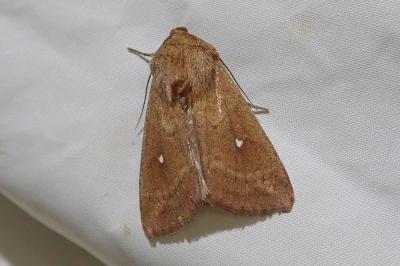 <i>Mythimna albipuncta</i>