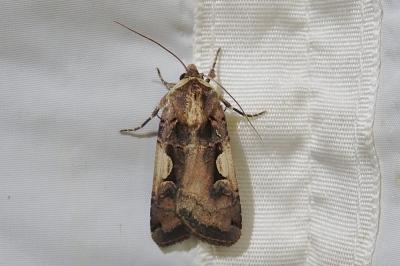 <i>Xestia c-nigrum</i>