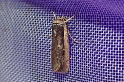 <i>Ochropleura leucogaster</i>