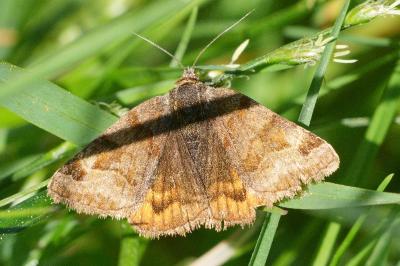 <i>Euclidia glyphica</i>