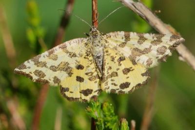 <i>Pseudopanthera macularia</i>