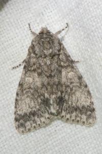 <i>Acronicta megacephala</i>