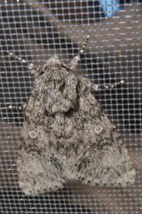 <i>Acronicta megacephala</i>