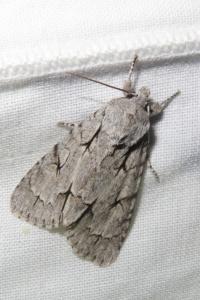<i>Acronicta psi/tridens</i>