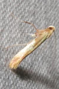 <i>Caloptilia alchimiella</i>