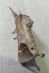 <i>Clostera anachoreta</i>