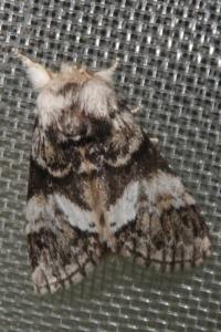 <i>Drymonia dodonaea</i>