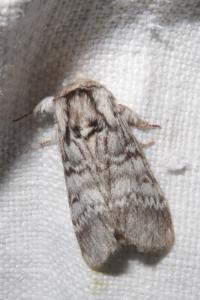 <i>Drymonia ruficornis</i>