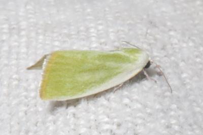 <i>Earias clorana</i>