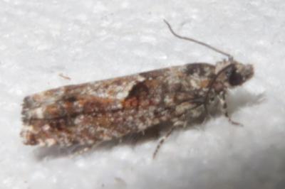 <i>Epinotia immundana</i>