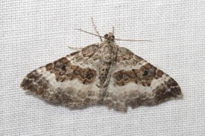 <i>Epirrhoe alternata</i>