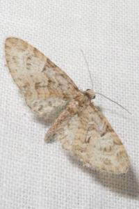 <i>Eupithecia abbreviata/dodoneata</i>