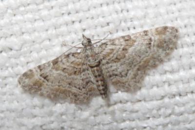 <i>Gymnoscelis rufifasciata</i>