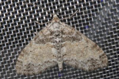 <i>Lobophora halterata</i>