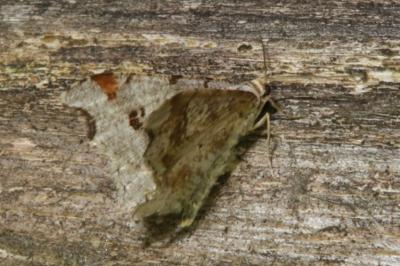 <i>Macaria alternata</i>