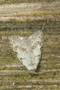 <i>Nola confusalis</i>