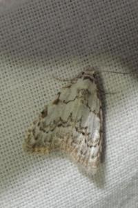 <i>Nola confusalis</i>