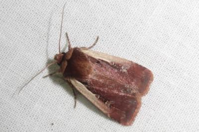 <i>Ochropleura plecta</i>