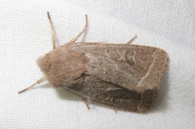 <i>Orthosia cerasi</i>