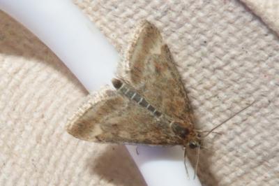 <i>Pyrausta despicata</i>