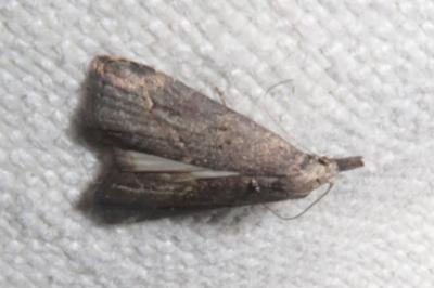 <i>Schrankia costaestrigalis</i>