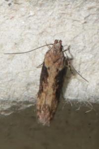 <i>Scrobipalpa costella</i>