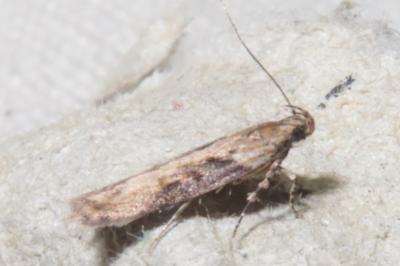 <i>Scrobipalpa costella</i>