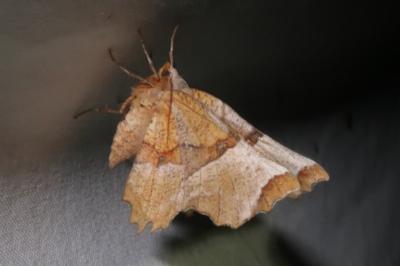<i>Selenia lunularia</i>