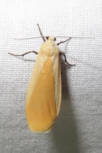 <i>Wittia sororcula</i>