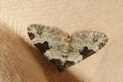 <i>Xanthorhoe fluctuata</i>