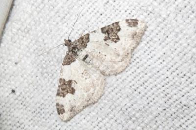 <i>Xanthorhoe fluctuata</i>