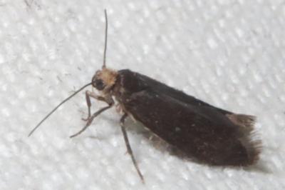 <i>Incurvaria koerneriella</i>