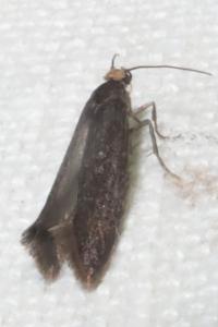 <i>Incurvaria koerneriella</i>