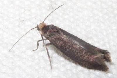 <i>Incurvaria koerneriella</i>