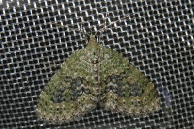 <i>Acasis viretata</i>