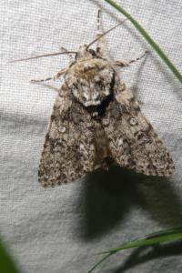 <i>Acronicta rumicis</i>