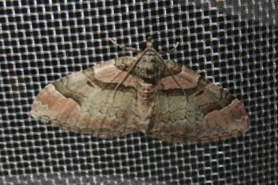 <i>Catarhoe rubidata</i>