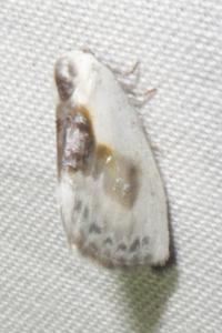 <i>Cilix glaucata</i>