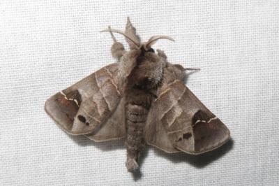 <i>Clostera anachoreta</i>