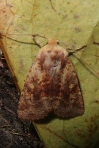 <i>Conistra staudingeri</i>