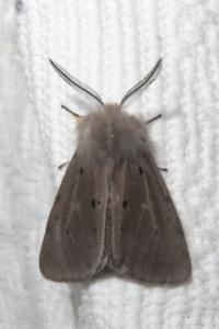 <i>Diaphora mendica</i>