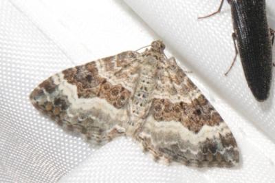 <i>Epirrhoe alternata</i>