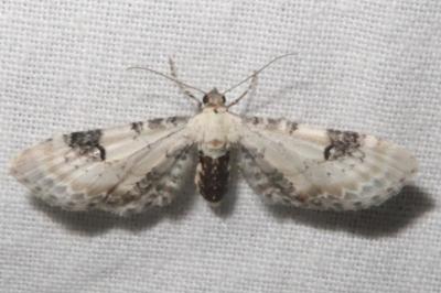 <i>Eupithecia centaureata</i>