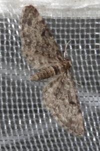 <i>Eupithecia tantillaria</i>
